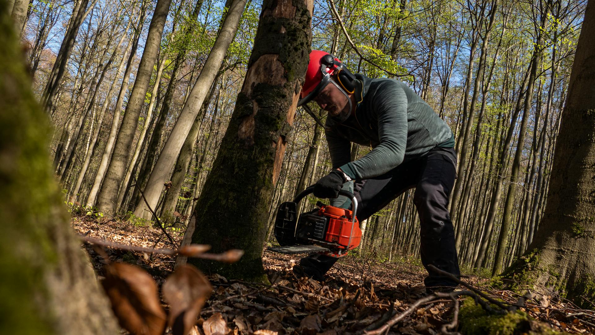 ISA-certified arborist in a red helmet running a chainsaw through downed limbs in a hardwood stand.