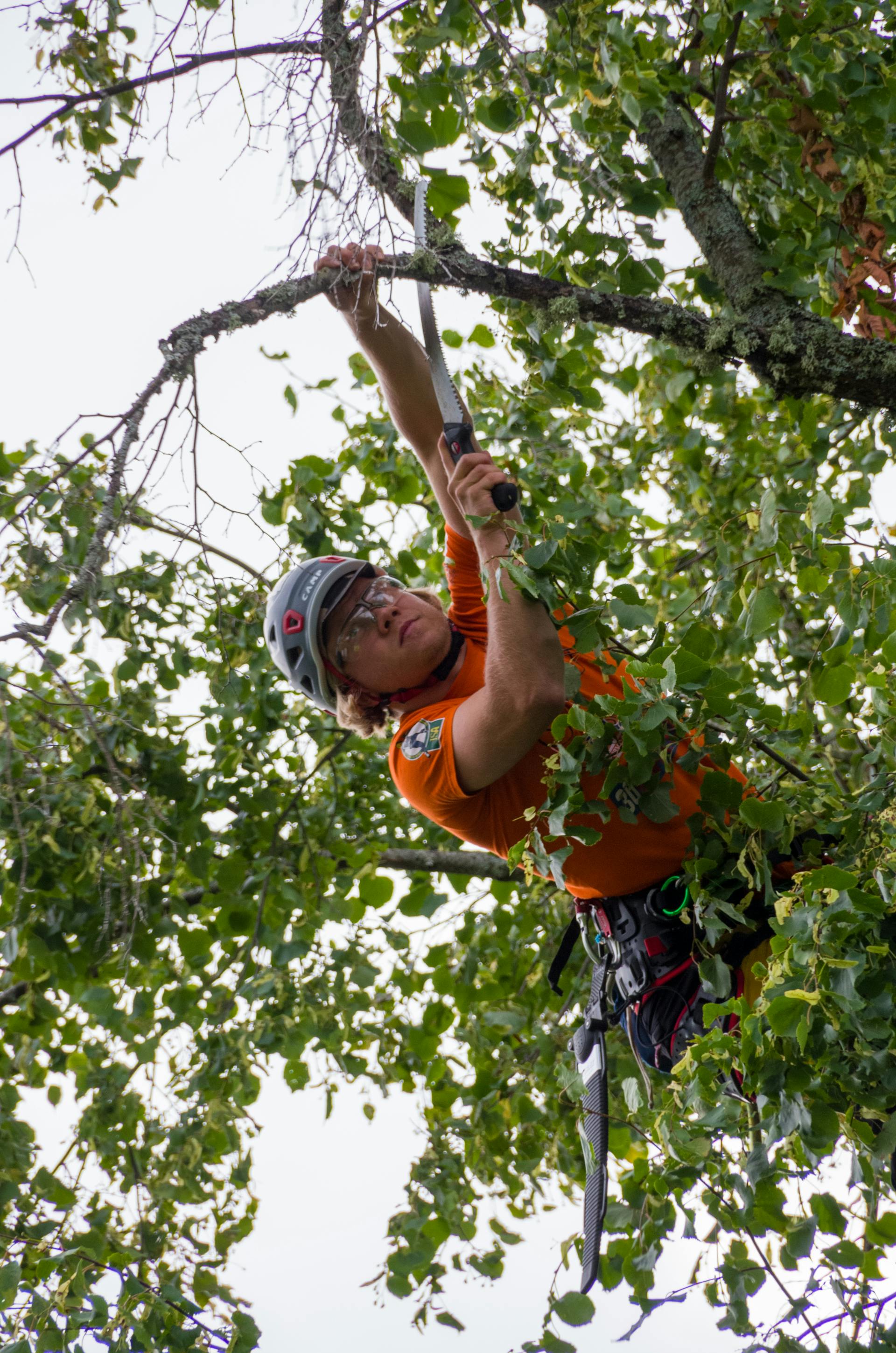 Roped-in climber in an orange shirt pruning live limbs with a hand saw, deep inside the canopy.