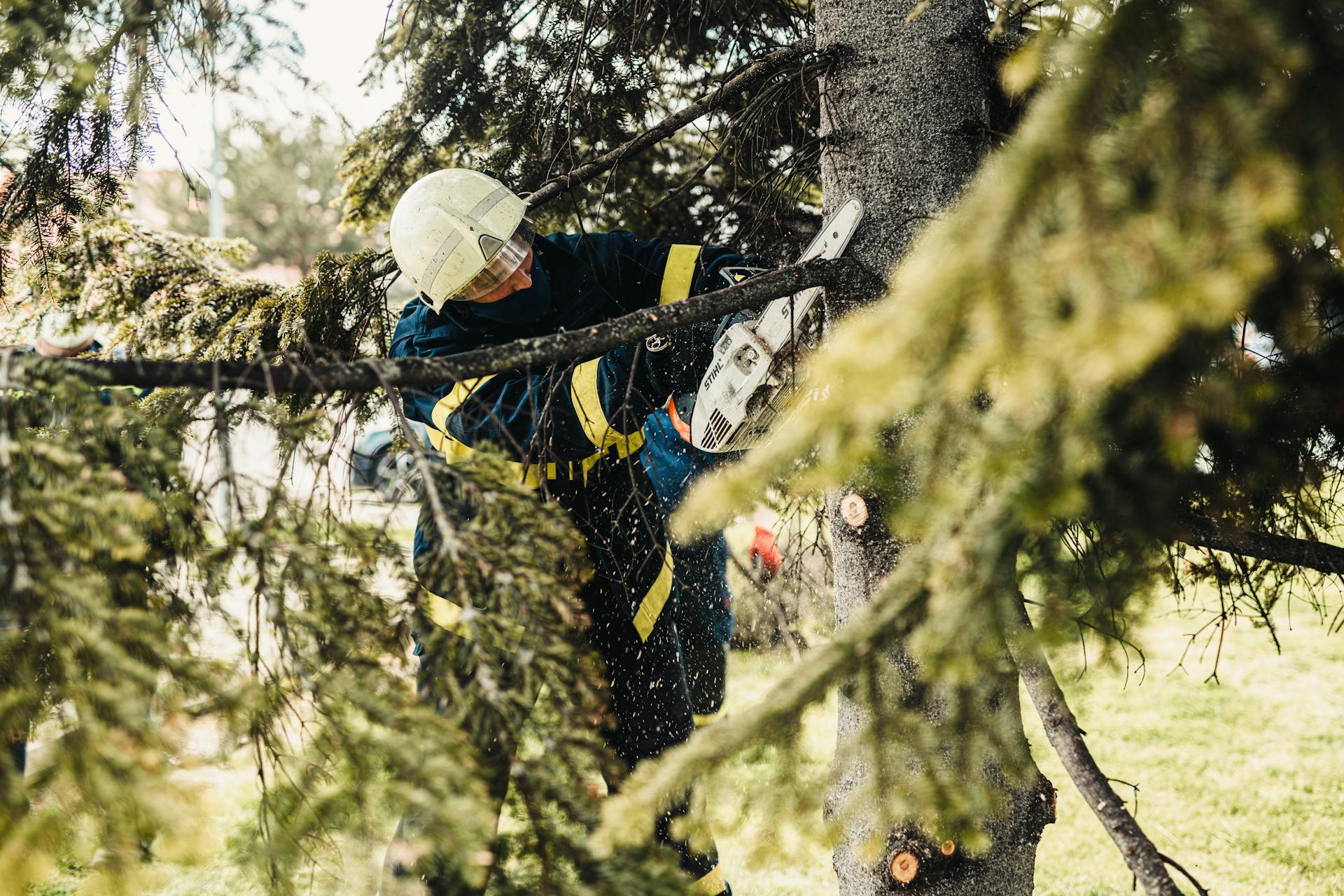 Lead climber working through an evergreen canopy on a measured pruning pass.