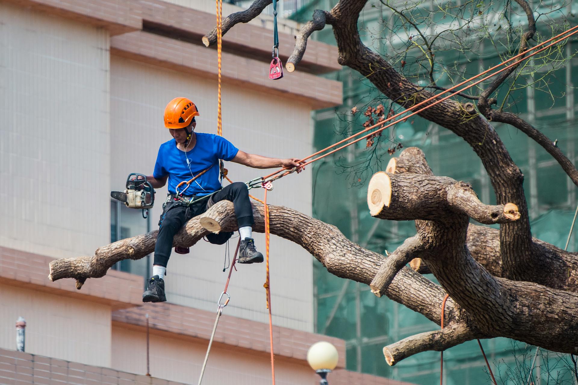 Climber working a heritage oak limb with rigging ropes — surgical pick over a tight residential lot.